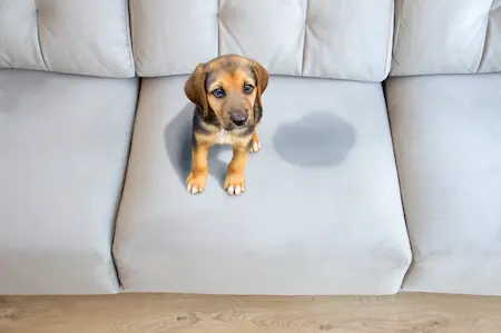 Hund auf Schlafsofa